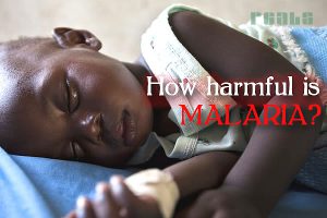 Read more about the article How Harmful is Malaria?